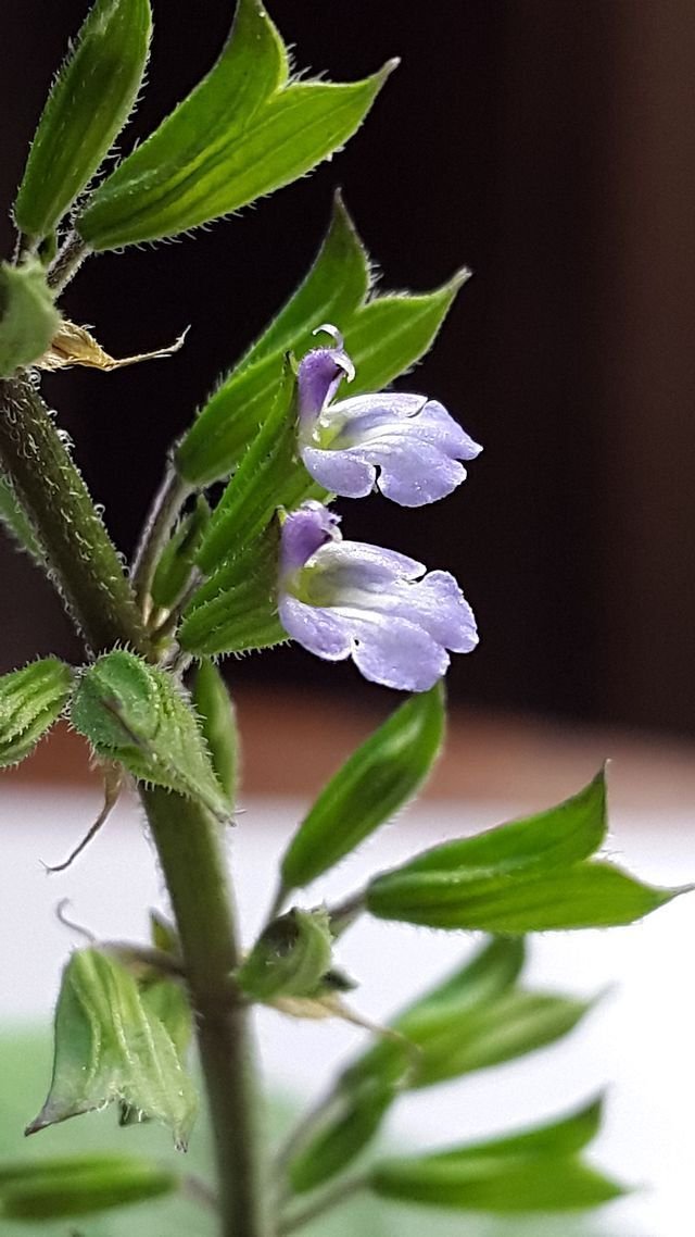 ScoutSeed Salvia tilliifolia=Salvia Lindenleaf/Tarahumara ...
