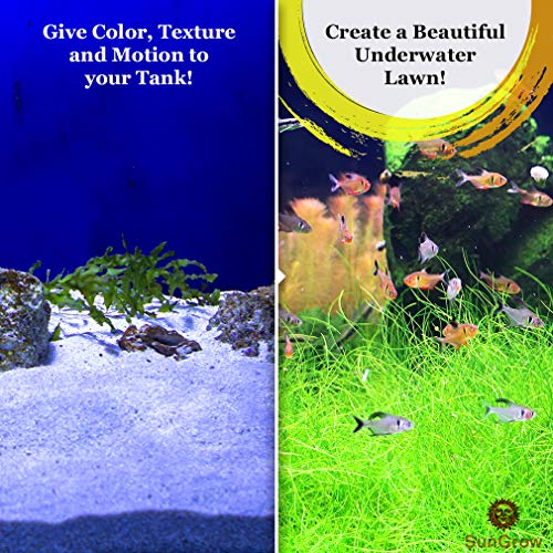 Luffy Hair Grass Seeds, Mid or Foreground Tank Decor, Amphibious Carpet Aquarium Plant, Can Grow Fast Up to 4 Inches, Creeper Plant Covers Tank Surface Quickly, 0.35 Ounce Pack - Thumbnail 3