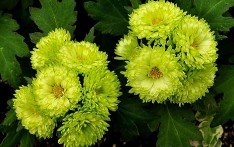 Amazon Co Jp グリーンアスターの花 花びら アート印刷 キャンバスポスター 家の壁の装飾ポスター 1x80cm ホーム キッチン