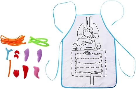kids anatomy apron