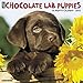Just Chocolate Lab Puppies 2018 Calendar