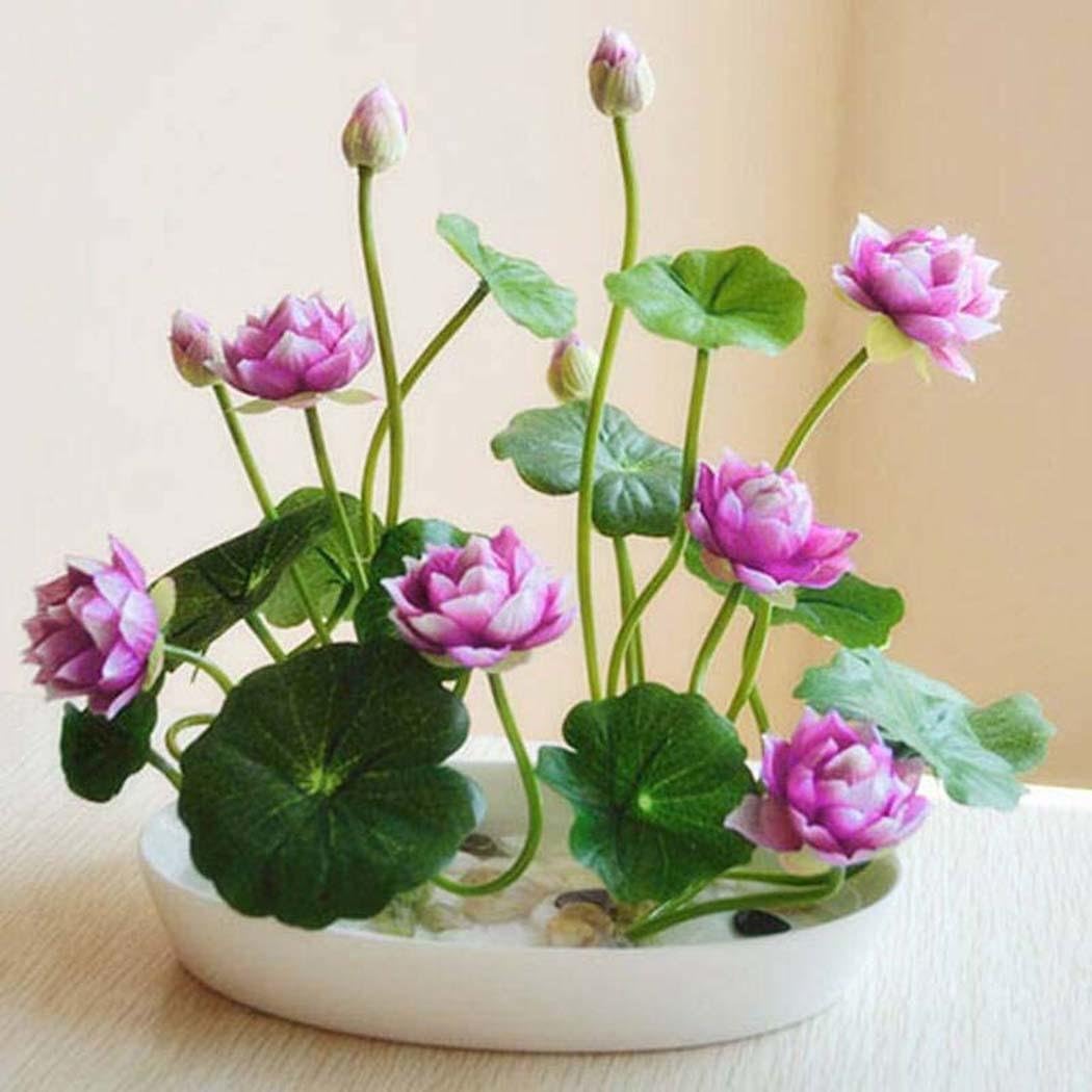kaimus 10pcs Mini Lutus Seeds Flowers Seeds Bowl lotus water flower bonsai