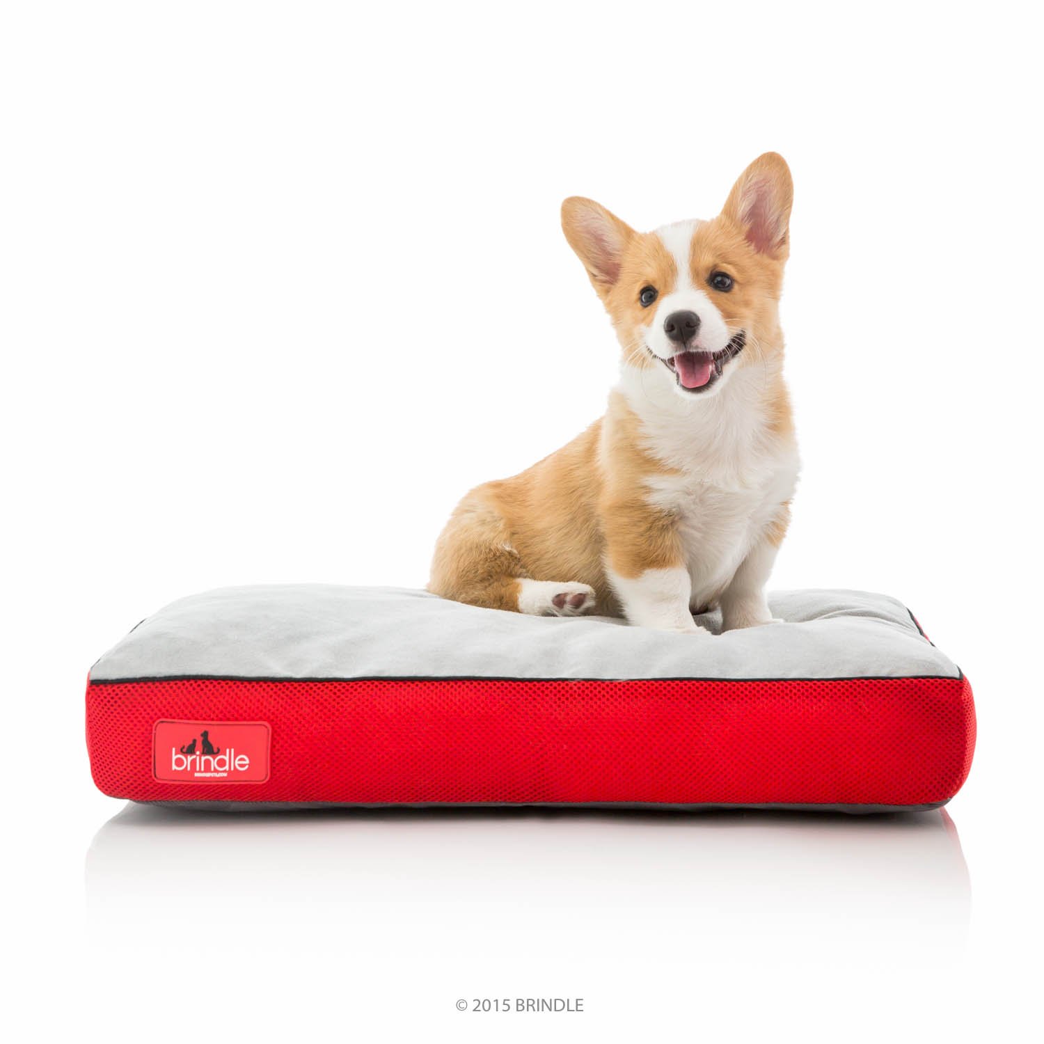 Best Cooling Color For Fluffy Dogs