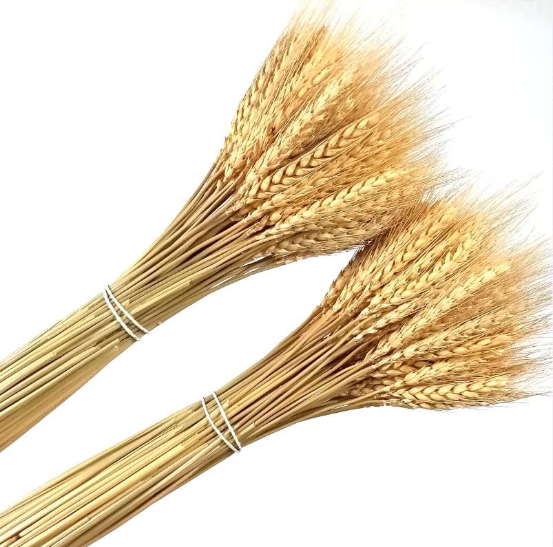 180 Pcs Natural Dried Flower, Wheat Bundle Flower Arrangement for Home Table Wedding Party Decor, Wheat Sheaves DIY Stalks Bunches
