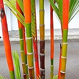Move on 100Pcs Colorful Black Purple Green Moso-Bamboo Seeds Garden Plants (Colorful)