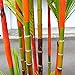 Move on 100Pcs Colorful Black Purple Green Moso-Bamboo Seeds Garden Plants (Colorful)