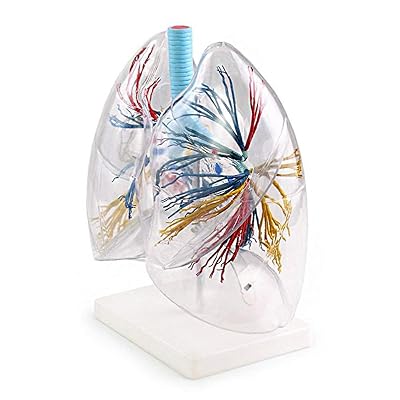 Transparent Human Lung Model, Bronchial Tree Lung Philippines | Ubuy