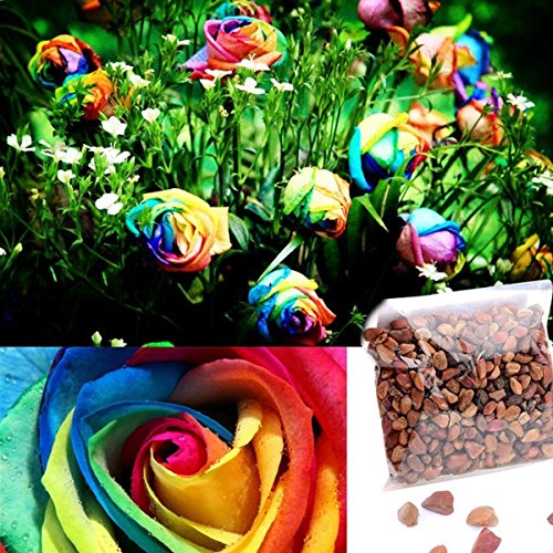1000Pcs Beautiful Rainbow Rose Seeds Multicolored Rose Seeds Rose