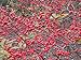 'Winter Red' Winterberry Holly - Ilex - Broadleaf Evergreen - 4" Pot