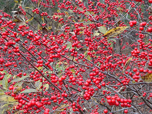 Winter Red Winterberry Holly - Ilex - Broadleaf Evergreen - 4 Winter Red Winterberry Holly - Ilex - Broadleaf Evergreen - 4