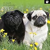 2018 Pugs Calendar - 12 x 12 Wall Calendar - With 210 Calendar Stickers