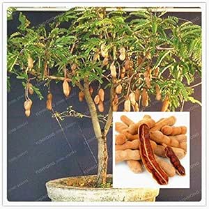 PRODUCTOS HOO - 10 partículas/Semillas bolsa de tamarindo Semillas