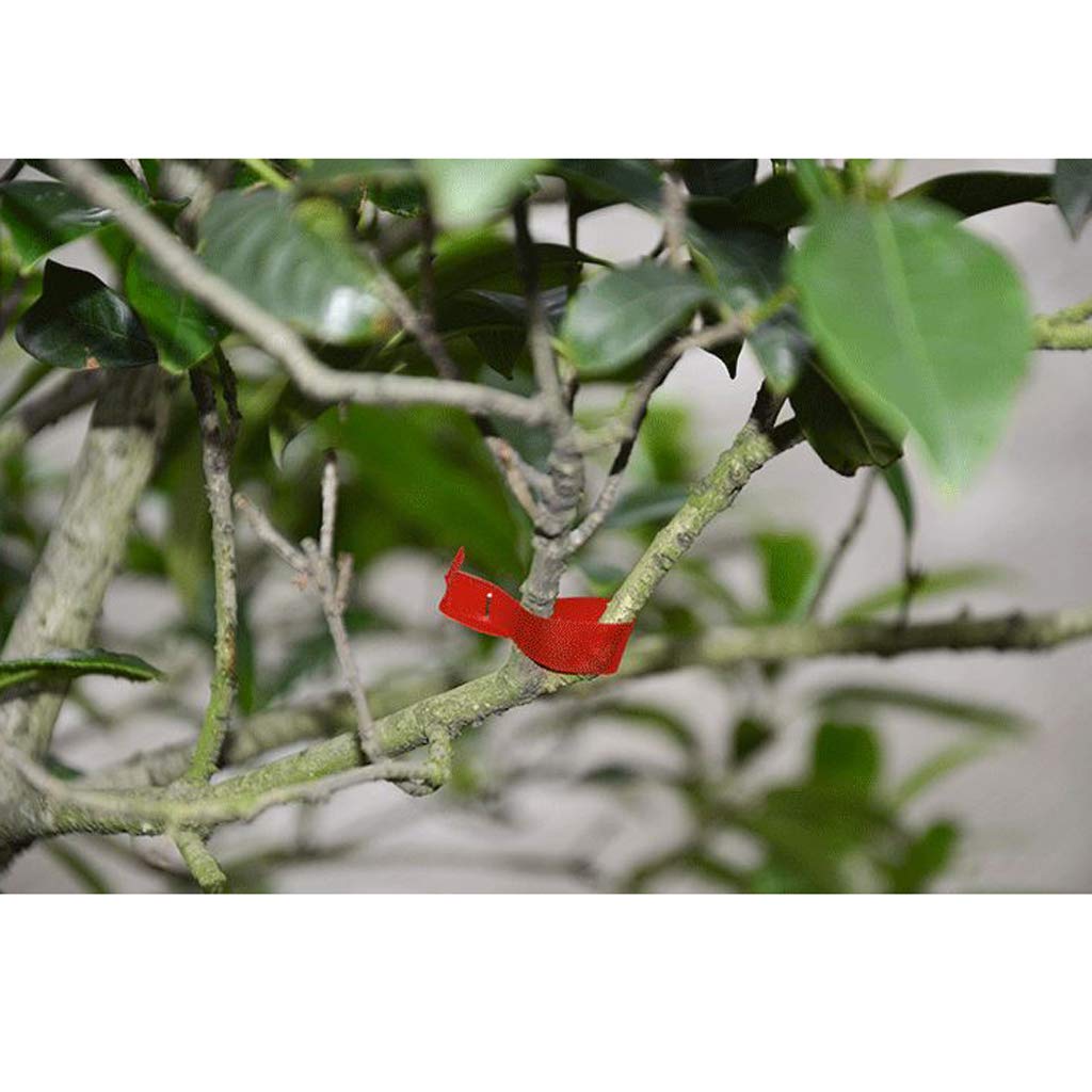 Fenteer cafetera Taper tutores Plantas Herramienta de Nudos ...