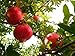 *Seeds and Things Organic Pomegranate 30 Plus Seeds - Punica Granatum