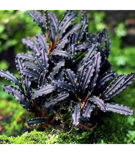 Amazon.com: Bucephalandra SP. Wavy Green - Rare Live Aquatic Plant