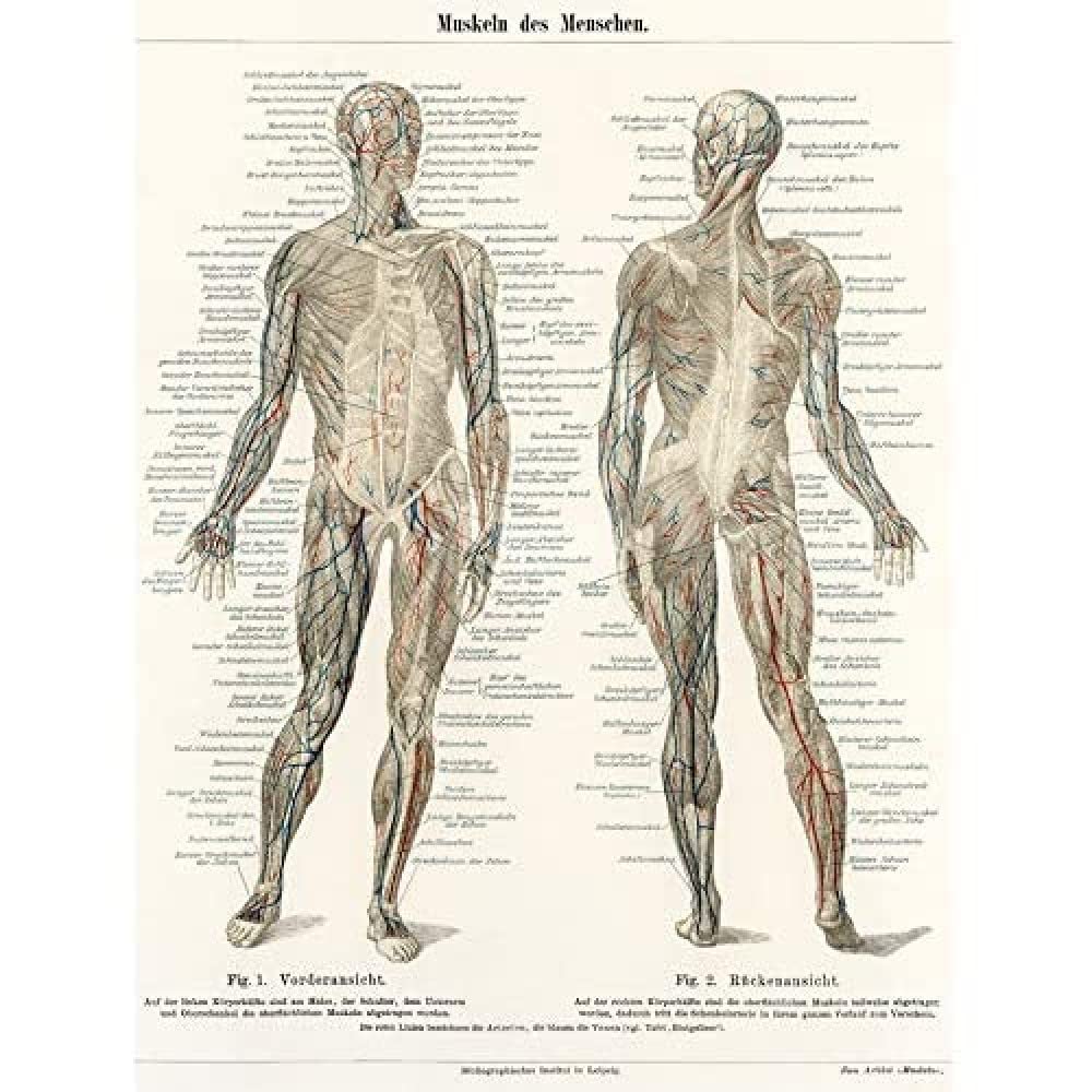 Artery8 Meyers Konversations Lexikon 1894 Human Muscles Diagram Art Print Canvas Premium Wall Decor Poster Mural