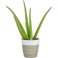 Costa Farms Aloe Vera, Live Succulent Plant, Easy Care Indoor Houseplant in Modern Décor Planter, Room Air Purifier, Tabletop