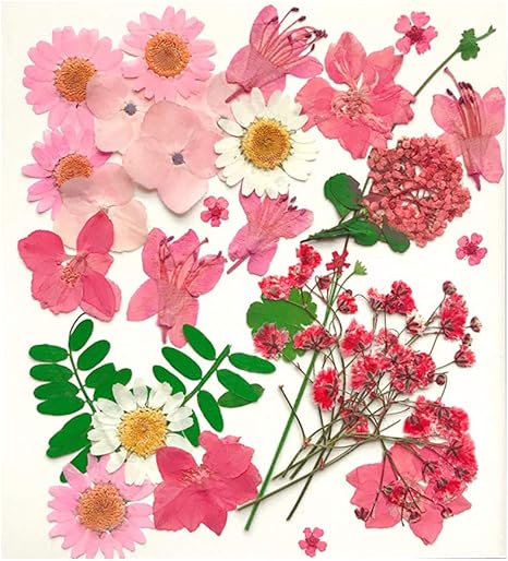 Amazon Co Jp Dailymall ドライフラワー 花材 押し花 上質 天然 乾燥 花びら 葉 ネイルパーツ 手芸 樹脂 クラフト材料 30個 ホビー