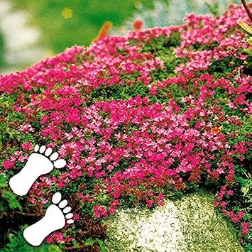 Yukio Samenhaus Selten Rot Bodendecker Polsterthymian Duftend