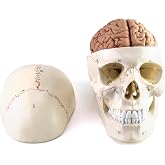 QWORK Human Skull and Brain Anatomy Model, 11 Parts, Life Size, Numbered, Anatomically Accurate, for Science Teaching Learning
