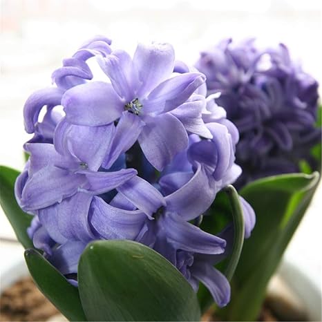 Amazon ヒヤシンス球根 美しい珍しい植物の花の装飾 リビングルームのハイドロポニックヒヤシンス Purple 5球根 花