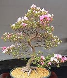 10 Japanese Flowering Cherry Blossom Bonsai Seeds,Exotic Rare Sakura Bonsai Seeds