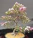 10 Japanese Flowering Cherry Blossom Bonsai Seeds,Exotic Rare Sakura Bonsai Seeds