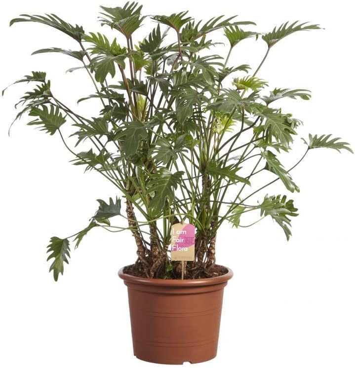 FloraStore - Philodendron Xanadu XL, Fair Flora (1x), Height 120 cm, Pot Size 40 cm, House Plant