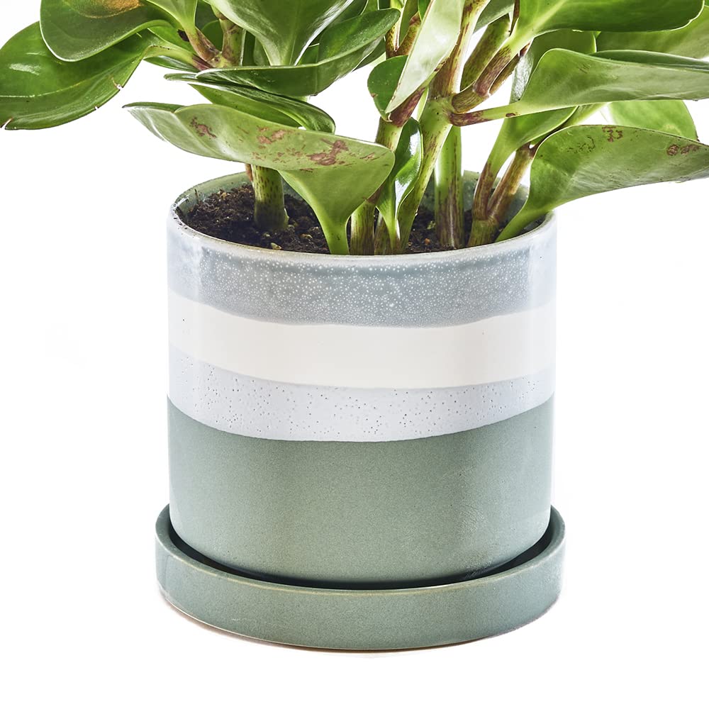 Chive ‘Minute’ Ceramic Planter Pot — Cute 5” Colorful Succulent Pots for Indoor & Outdoor House Plants — Beautiful Modern Farmhouse Kitchen Decor — Matte Green