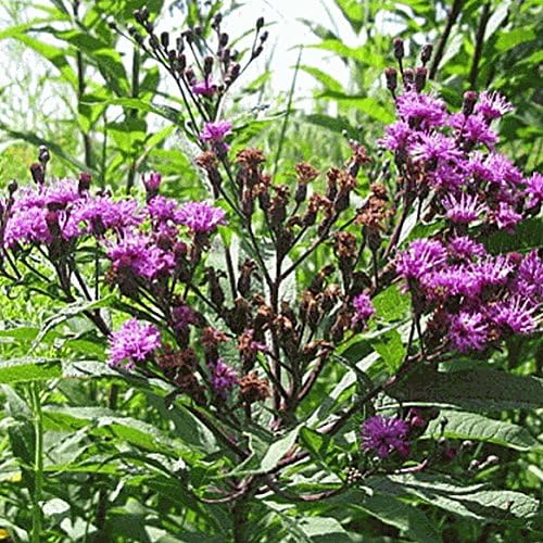 New 600 Common Ironweed Wildflower Seeds - Everwilde Farms Mylar Seed Packet
