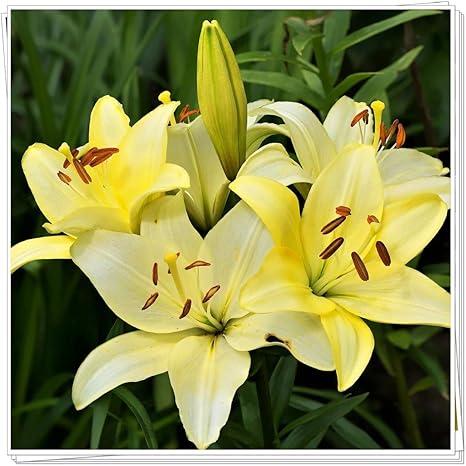 Amazon 4種類混合色の植物のユリの花 チャーミングな香り ユニークな鉢植えギフト 盆栽根茎生植物魔法の花 12球根 4 花