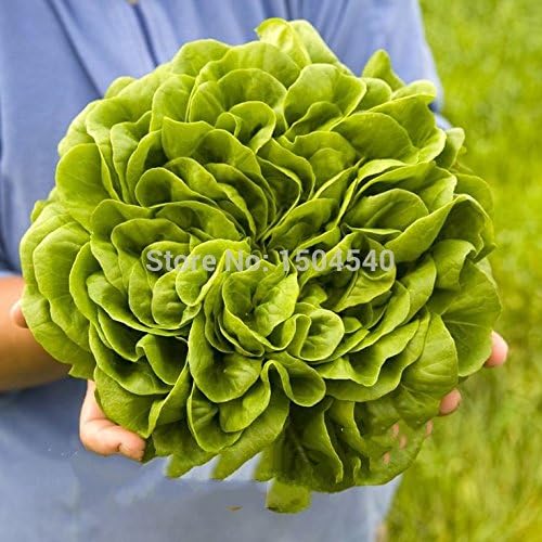 200 Italian Lettuce Seeds good taste , easy to grow, great salad choice ,DIY Home vegetable