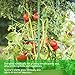 LEBOO 3-Pack(61inch) Vegetable Trellis Tomato Cages Plant Supports, Adjustable Garden Cages Tomato Plant Stakes for Vertical Climbing Plants, with 100 Cable Ties