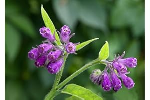 CZ GRAIN Bocking 14 Comfrey Root Cuttings to Grow - Non-Invasive Perennial, Pretty Blooms, Easy Care, High-Yield Garden Favorite - Vibrant Purple Flowers - Multi-Use (3 Root Cuttings)