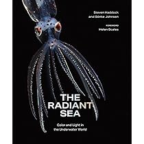 The Radiant Sea: Color and Light In the Underwater World: Haddock