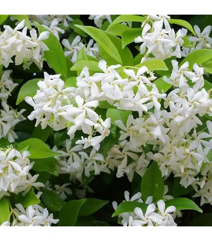 100Pcs White Climbing Jasmine Plant Seeds - Fragrant Perennial Non