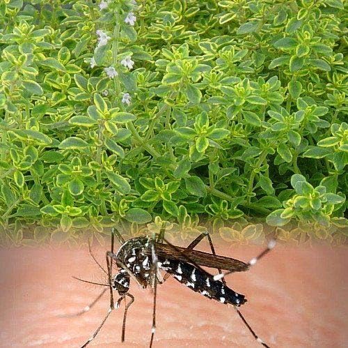 Amazon Co Jp 世界でも唯一の種 胸腺citriodora このハーディの高いシトロネラ 油の量 簡単に育つ多年草の種は 葉が素肌の露出領域上にこすりつけている場合は特に 試験したいずれの他の蚊忌避種子よりも強力 かつシトロネラキャンドルまたはスプレーよりも強力