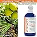 Organic Anti Hair Loss Scalp Stimulating Treatment Ginger/Saw Palmetto & Argan Oil (8 Fl Oz) Green Touch Botanical Hair Growth Therapy