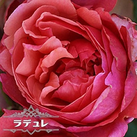 Amazon バラ苗 ラデュレ ギヨー Guillot 国産苗 大苗 6号ポット 四季咲き ピンク色 強香 木立ち 薔薇 花 Amazon バラ苗 ラデュレ ギヨー Guillot 国産苗 大苗 6号ポット 四季咲き ピンク色 強香 木立ち 薔薇 花