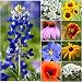 Bulk Package of 30,000 Seeds, Texas/Oklahoma Wildflower Mixture (100% Pure Live Seed) Non-GMO Seeds by Seed Needs ...