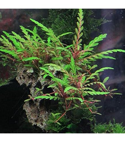 Amazon.com: Bucephalandra SP. Wavy Green - Rare Live Aquatic Plant