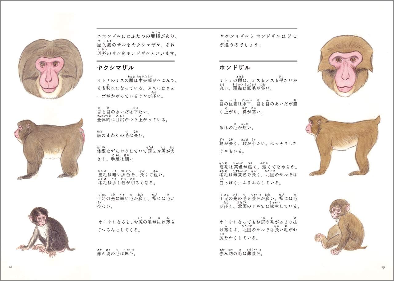 ヤクシマザルを追って ゴリラ学者と歩く南限のニホンザル観察図鑑 山極 寿一 ふしはら のじこ 本 通販 Amazon ヤクシマザルを追って ゴリラ学者と歩く南限のニホンザル観察図鑑 山極 寿一 ふしはら のじこ 本 通販 Amazon