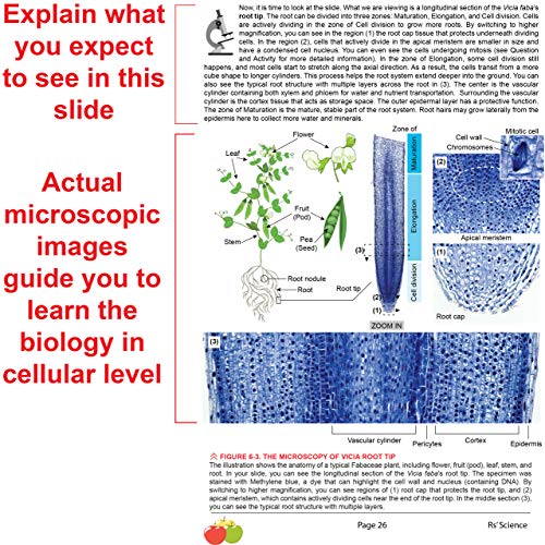 Rs' Science - 25 Microscope Prepared Slide Set for You to Learn The Beauty of Biology (2019 Version) with Printed Guide Book - Thumbnail 5