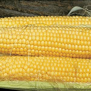 Amazon.com : Park Seed Butterfruit Original Early Corn Seeds : Garden