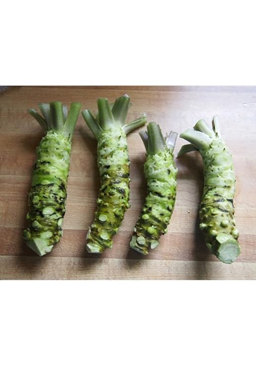 Fresh Wasabi Root Wasabi Powder Spices And Herbs