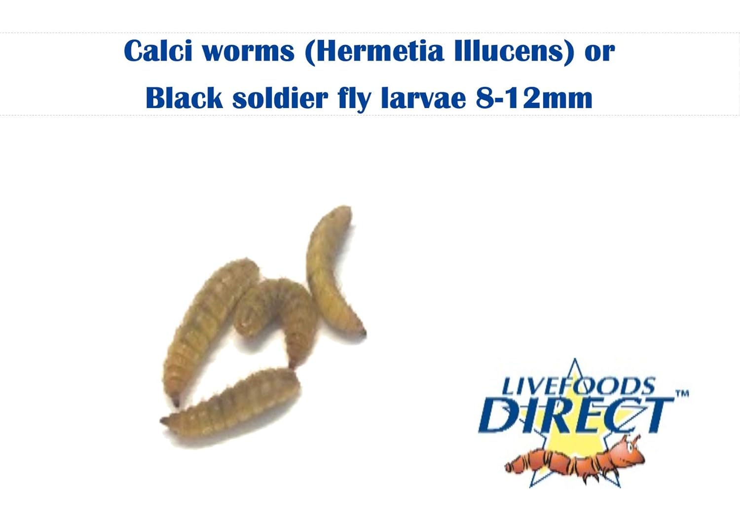The Mealworm Company LIVEFOODS DIRECT Maxi Pack of Calci Worms Tub of