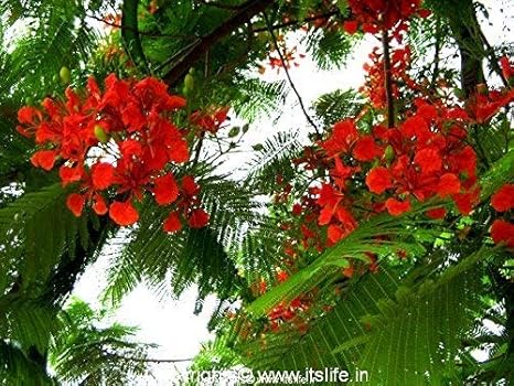 rookhraj paudhshala gulmohar live plant à¤ à¤²à¤® à¤¹à¤° amazon in garden outdoors rookhraj paudhshala gulmohar live plant