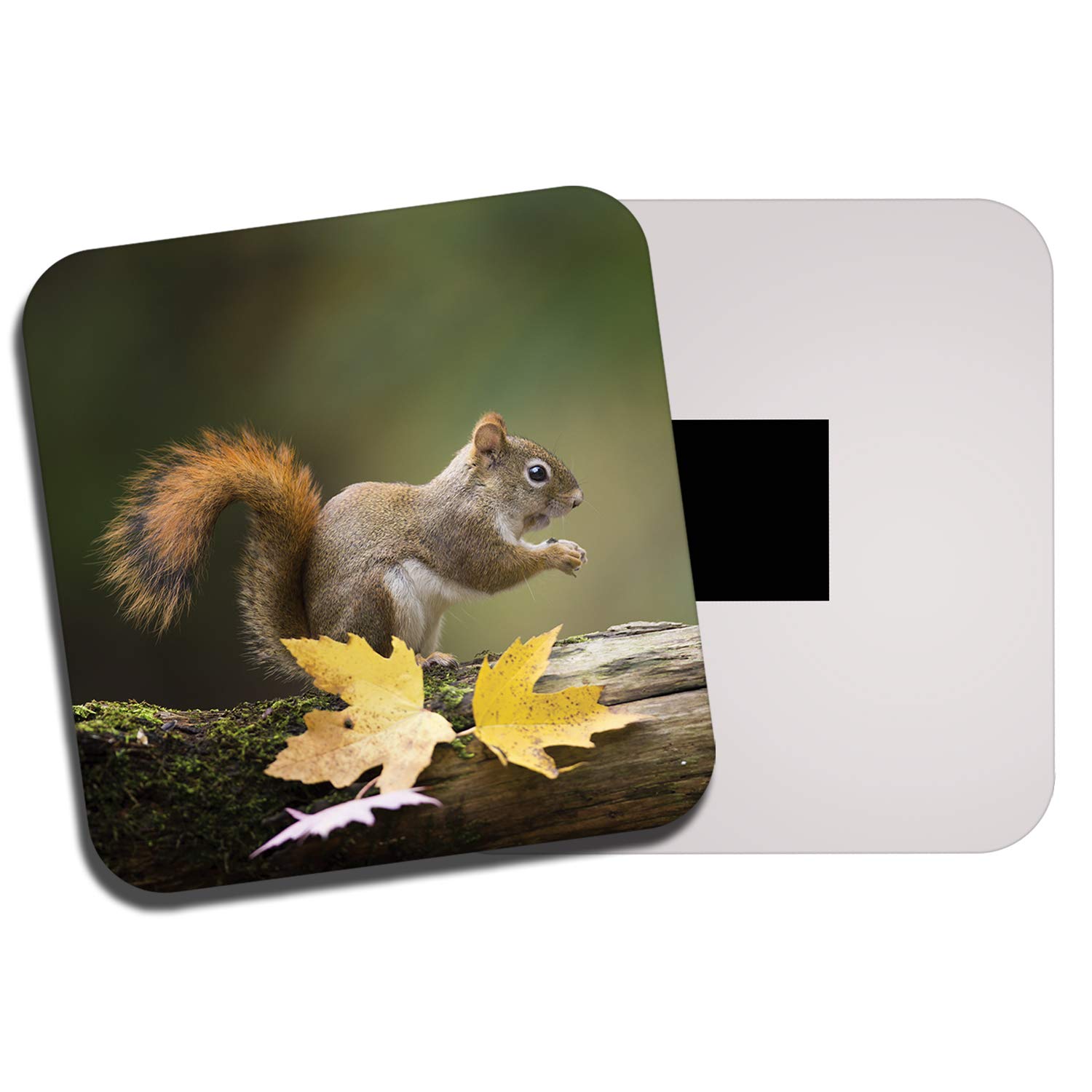 Which Is The Best Refrigerator Magnets With Forest Animals