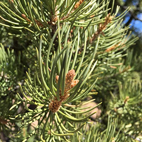 Pinon Pine Salve Sap, Natural Pine Resin of The Southwest. Uses Lip