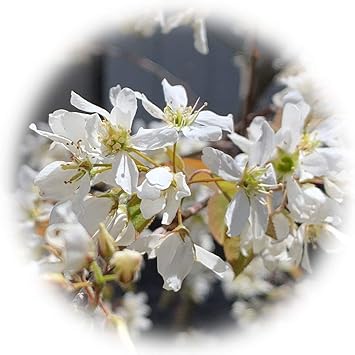 Amazon ジューンベリー バレリーナ 3年生苗 果物